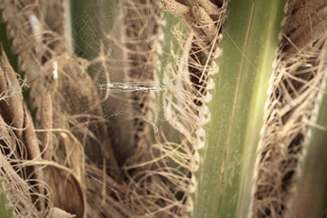 Spider webs on tree in the nature