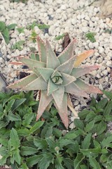Beautiful small the cactus in the garden