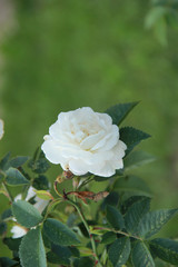 white rose