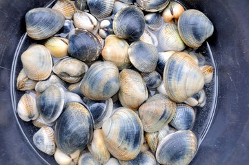 Pêche à pieds de palourdes et coques © aquaphoto