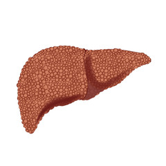 Realistic human sick liver isolated on white background.
