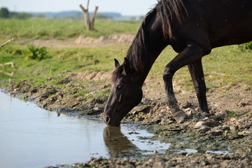 Pferdetanke, schwarzes Wildpferd säuft am Flußufer