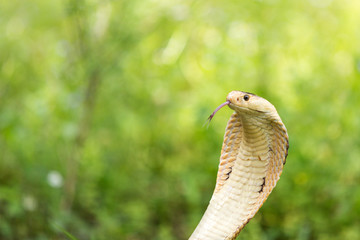wild white cobra sticking out tongue for protect itself