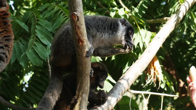 Person feeds lemurs in tree, Comoros
