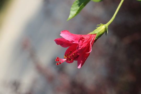 Red  Hibiscus flower  bud