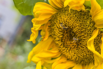 Sonnenblume mit Biene