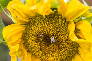 Sonnenblume mit Biene