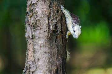 The Squirrel on the tree