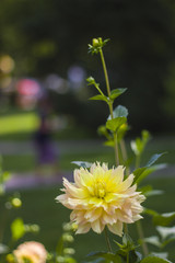 Gelbe Blume Gartenschau