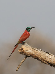 Norther Carmine Bee eater 