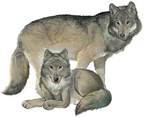 Two gray wolves on the white background. Illustration drawing on computer by graphic tablet. © nataljacernecka