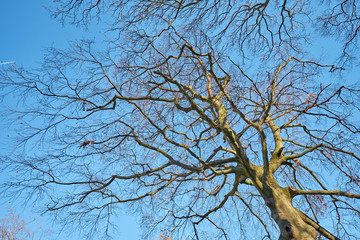 Albero spoglio, inverno