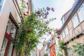 Fototapeta na wymiar Alte Häuser in Lübeck mit schönen Rosen verziert