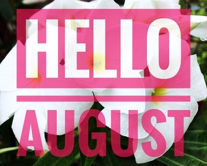 Hello August words on white flower background.