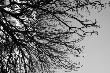 Rami secchi di albero, bianco nero
