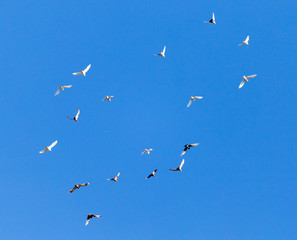 A flock of pigeons on a blue sky