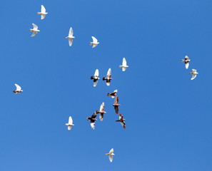 A flock of pigeons on a blue sky