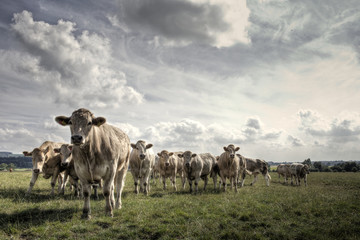 Charolais Bullocks on a Yorkshire Farm - 166590388