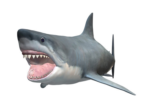 3D Rendering Great White Shark on White