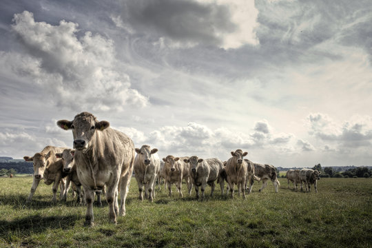Charolais Bullocks on a Yorkshire Farm