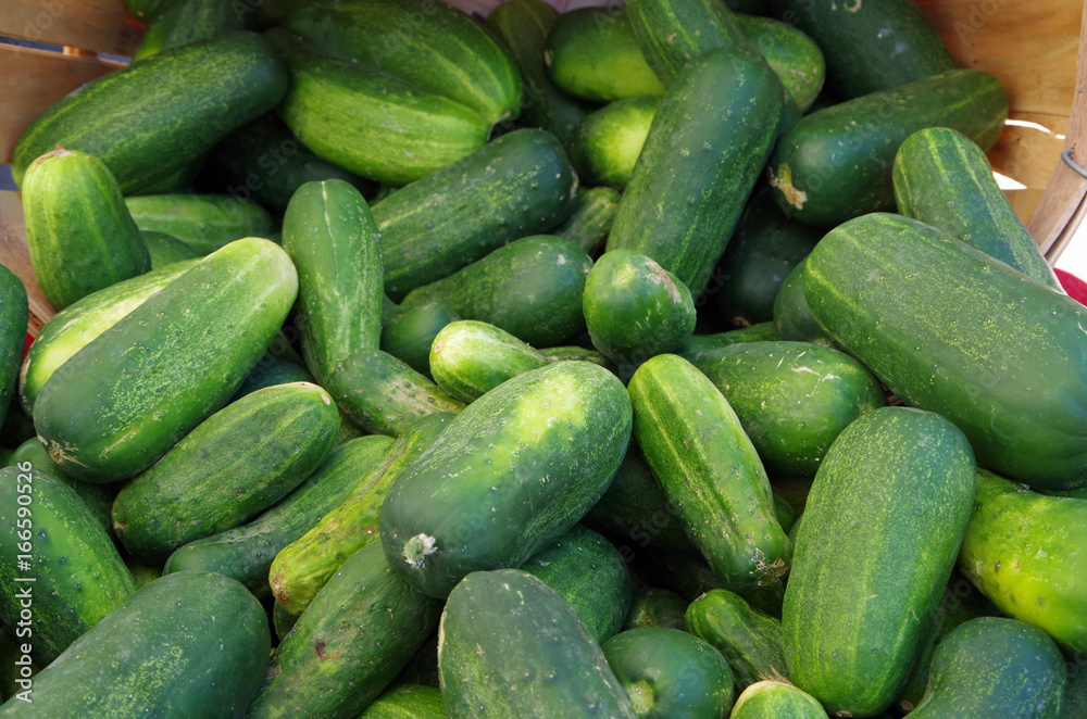 Wall mural Crisp green cucumbers pour out of market basket display