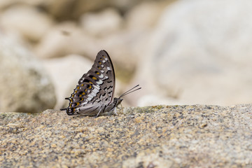 Fototapeta na wymiar Beautiful butterfly on stone in garden