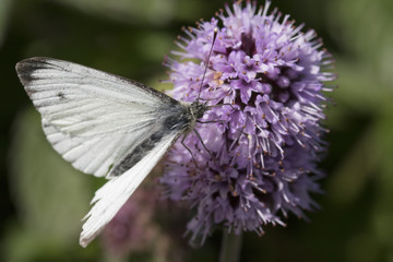 small white