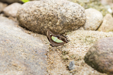 Beautiful butterfly  on stone in garden