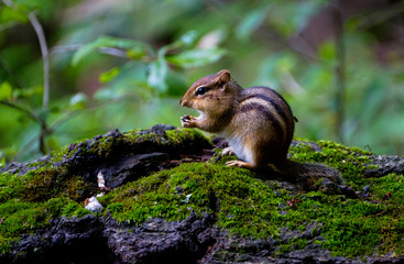 Chipmunk
