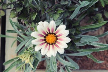 Beautiful daisy flower with nature in garden