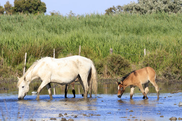 Obraz premium Wild horses in Camargue, France