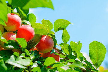 Delicious cherry-plums hanging from a tree branch