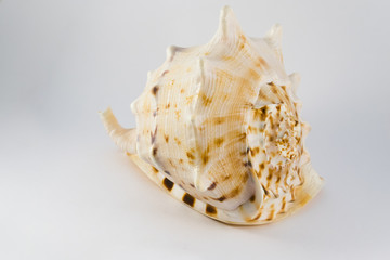 Big seashell isolated on white background