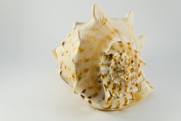 Big seashell isolated on white background