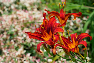 Fototapeta premium ヘメロカリス,Hemerocallis