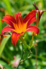 Fototapeta premium ヘメロカリス,Hemerocallis