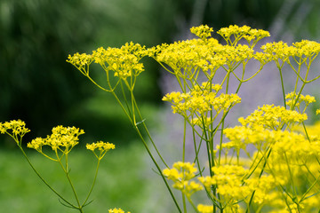 オミナエシ、Patrinia scabiosifolia