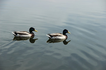 Ducks