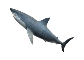 3D Rendering Great White Shark on White