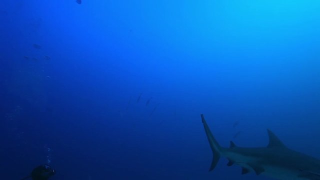 Low angle, bull shark swims in Bahamas