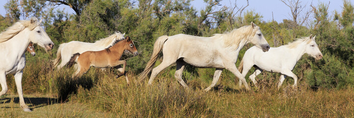 Obraz na płótnie Canvas Wild horses in Camargue, France