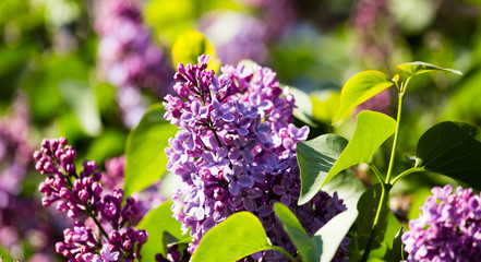 Beautiful lilac flowers in the nature