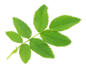 Naklejka na ściany i meble green leaf of Dogrose isolated on white background