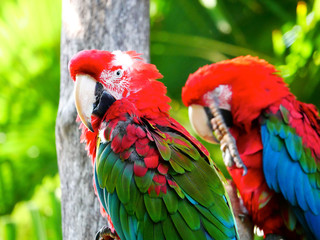 Perroquet © photoloulou91