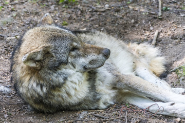 Ruhender Wolf im Wald hält Ausschau