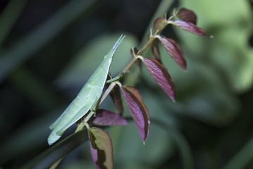 The close-up of a grasshopper on plant stem. 