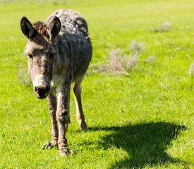 A donkey grazes pasture in a field with grass