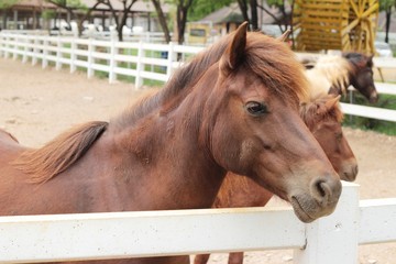 The herd of horses in the farm