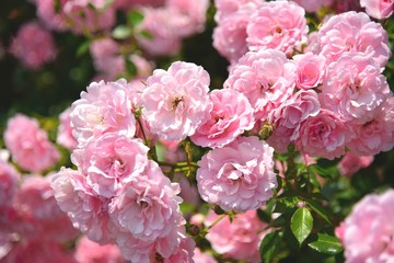 フラワーガーデン