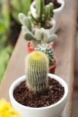 Beautiful small the cactus in the pot